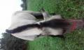 Ez a fjord ló ami neked kell!!!!!! , bolla gabor15@gmail.com , 06-20-525-2261