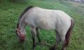 Ez a fjord ló ami neked kell!!!!!! , bolla gabor15@gmail.com , 06-20-525-2261