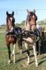 Szakolyban indián tarka lovak eladóak , hegyesferenc45@gmail.com , 06302721796